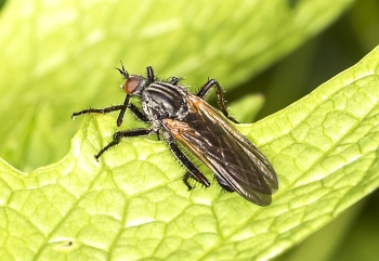 Empis opaca