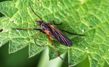 Empis opaca