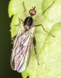 Empis spec.