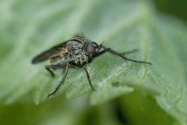 Empis spec.