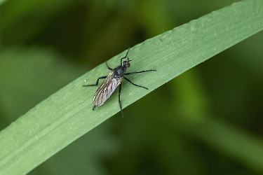 Empis spec.