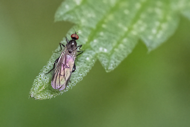 Empis spec.