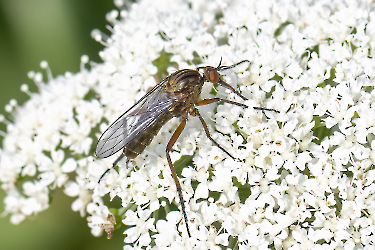 Empis spec.