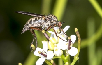 Empis tesselata