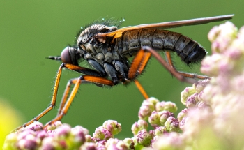 Empis tesselata