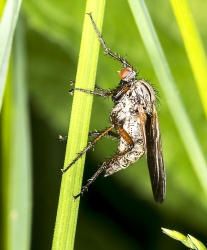 Empis tesselata