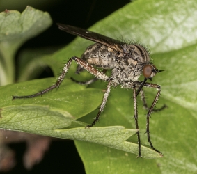 Empis tesselata