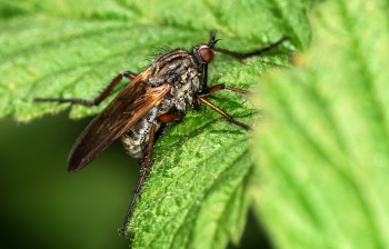 Empis tesselata