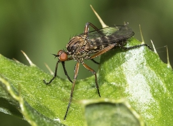 Empis tesselata