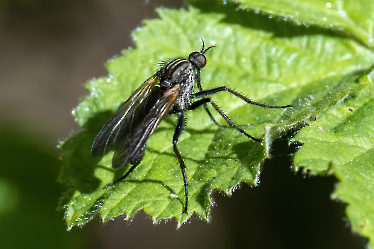 Empis tessellata