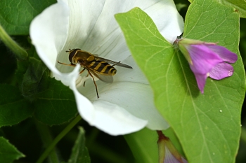 Epistrophe nitidicollis