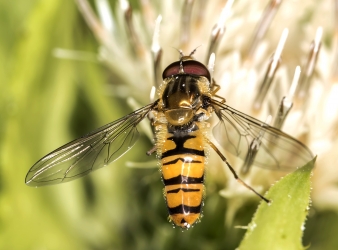 Episyrphus balteatus