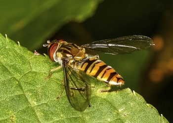 Episyrphus balteatus