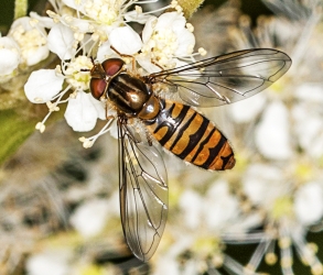 Episyrphus balteatus