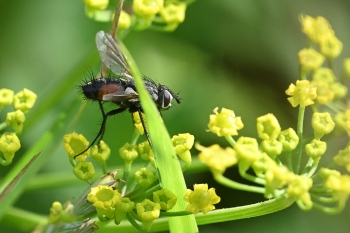 Eriothrix rufomaculatus