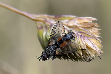 Eriothrix rufomaculatus