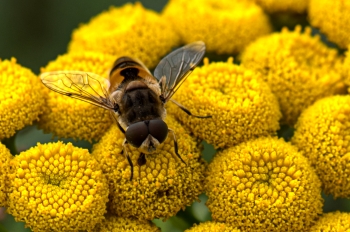 Eristalis arbustorum