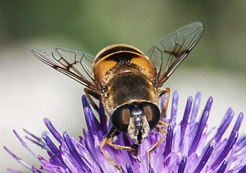 Eristalis horticola