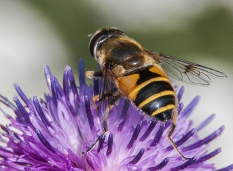 Eristalis horticola