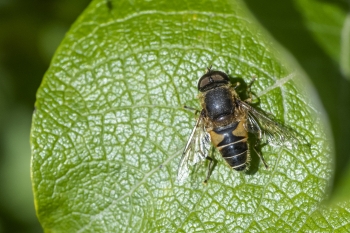 Eristalis interrupta