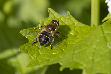 Eristalis interrupta