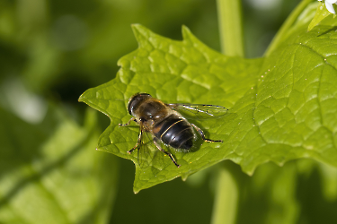 Eristalis interrupta