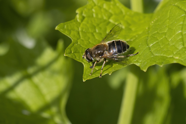 Eristalis interrupta