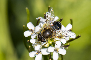 Eristalis interrupta