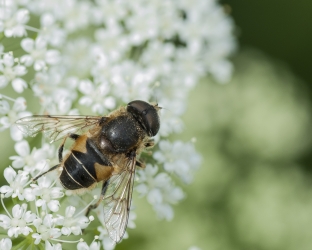 Eristalis lineata