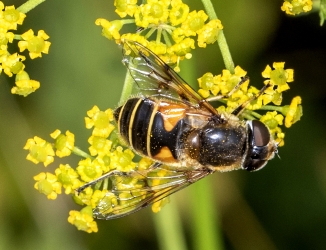 Eristalis lineata