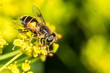 Eristalis lineata