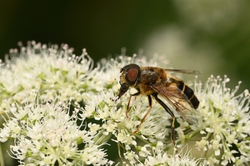 Eristalis pertinax