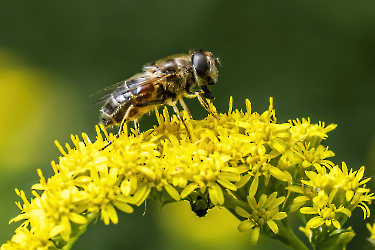 Eristalis pertinax