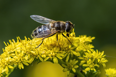 Eristalis pertinax