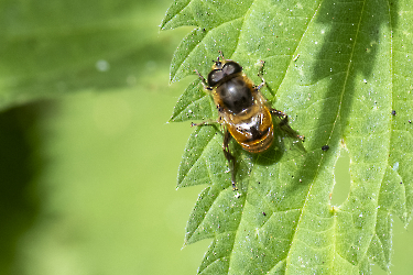 Eristalis tenax