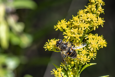 Eristalis tenax