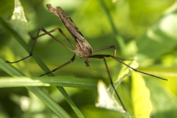 Eutonia barbipes