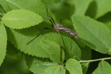 Eutonia barbipes