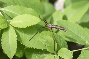 Eutonia barbipes