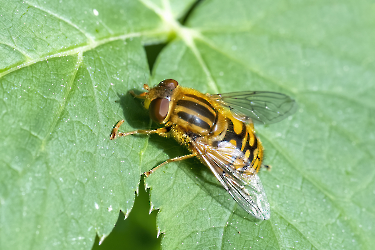 Heliophilus pendulus