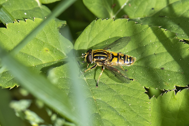 Heliophilus pendulus