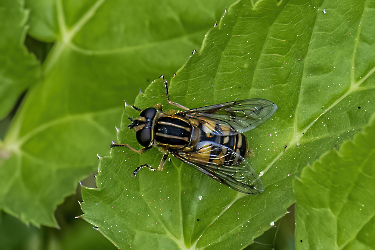 Heliophilus trivitatus