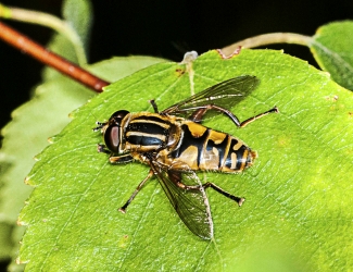 Helophilus pendulus