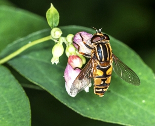 Helophilus pendulus