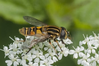 Helophilus pendulus