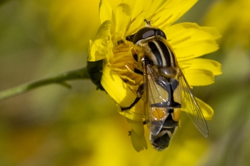 Helophilus trivittatus