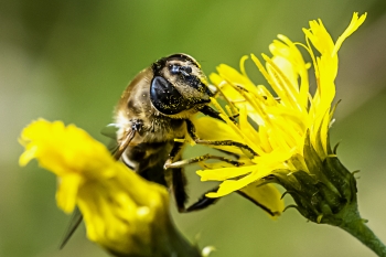 Helophilus trivittatus