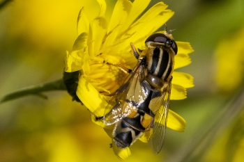 Helophilus trivittatus