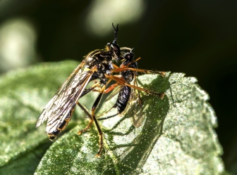 Leptogaster cylindrica