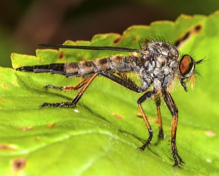 Leptogaster cylindrica